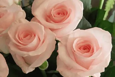 פאזל של rosas