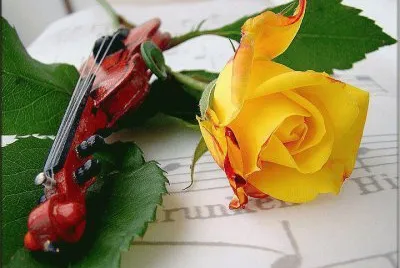 rosas amarelas
