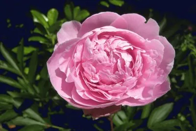 pivoine