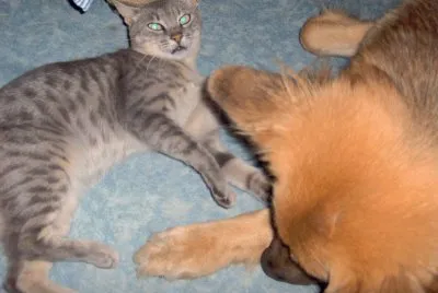 Rona and  Picko