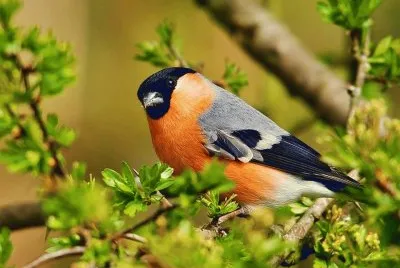 פאזל של Bird