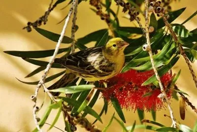 פאזל של Bird