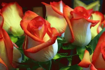פאזל של Flores