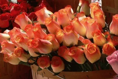פאזל של Flores