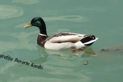 raca - duck jigsaw puzzle