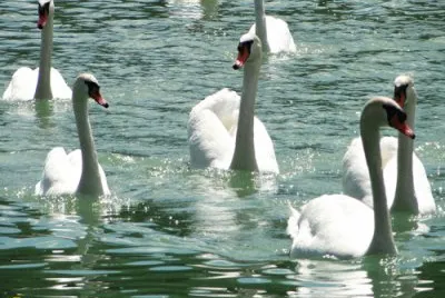 Labod - swan jigsaw puzzle