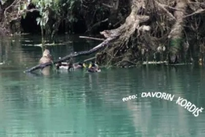 פאזל של ducks