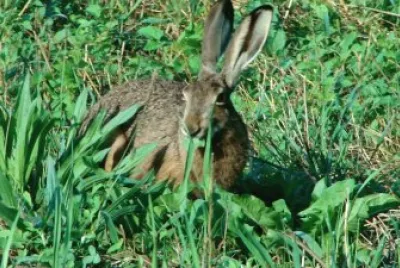 Wild rabbit jigsaw puzzle