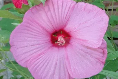 פאזל של Hibiskus