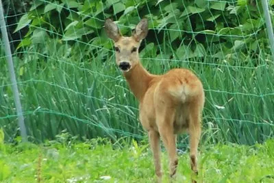 Roe deer jigsaw puzzle