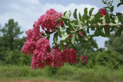 lilas des indes
