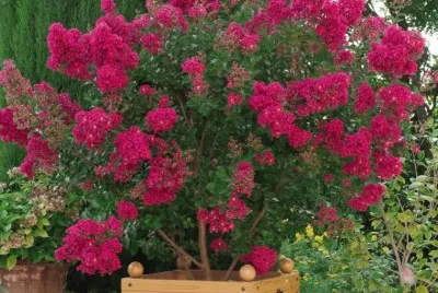 lilas des indes