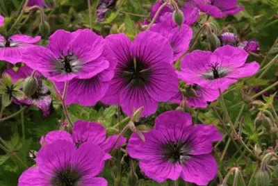 geranium vivace