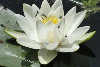 Water lily