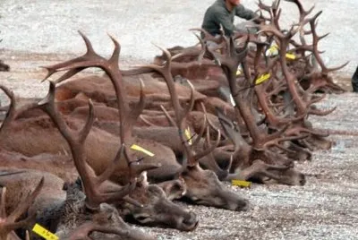 ASESINOS DE CIERVOS. jigsaw puzzle