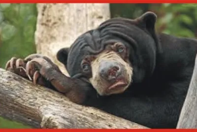 Â¡QUÃ‰ PEREZA! jigsaw puzzle