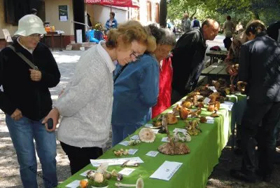 Razstava gob V Mostecu 2013