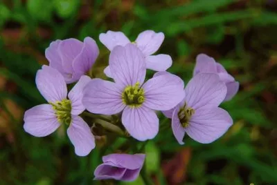 cardamine