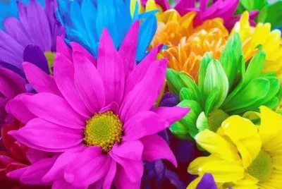 Rainbow Flowers