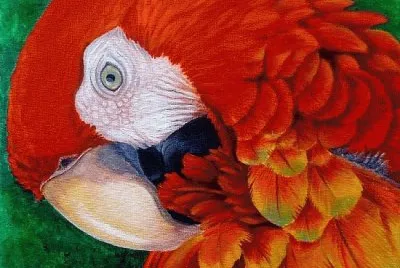 Colored Parrot