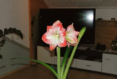 פאזל של Hibiskus