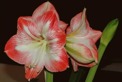 פאזל של Flowers
