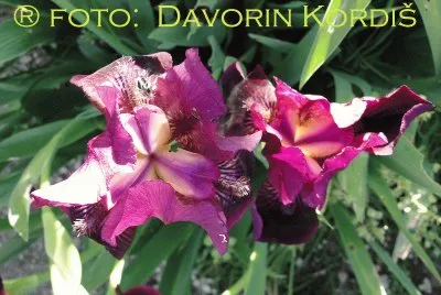 פאזל של Iris