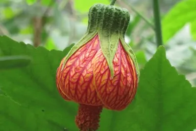 פאזל של Flower