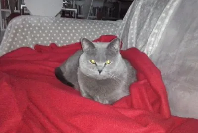Gatta certosino