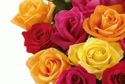 rosas