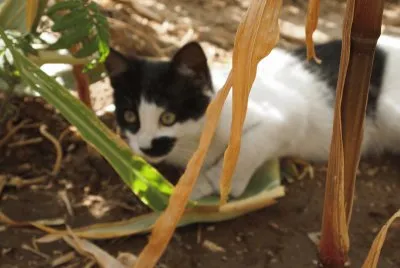 My cat friend