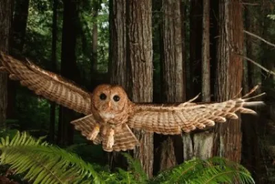 ALAS SILENCIOSAS. jigsaw puzzle