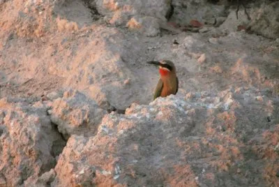 Abelheiro