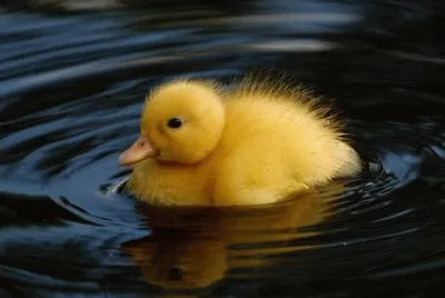 al agua pato
