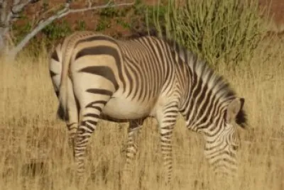 Zebra das Montanhas
