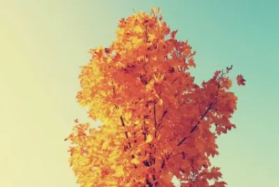 פאזל של OtoÃ±o
