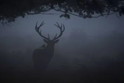פאזל של Deer at Night