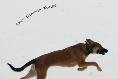 Dogy