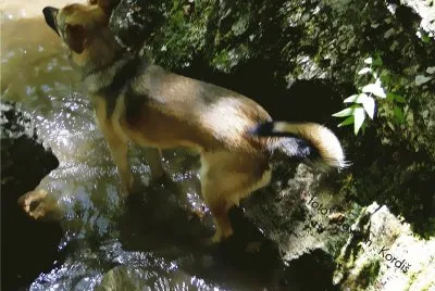 פאזל של Dog