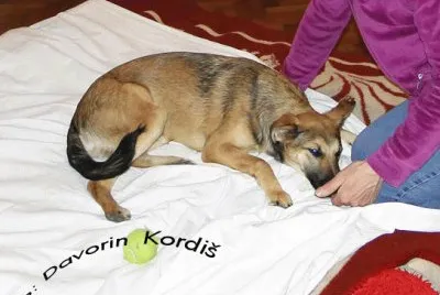 Dog