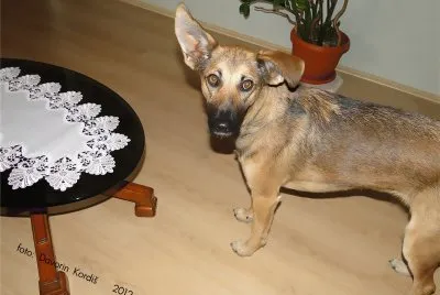 פאזל של dog