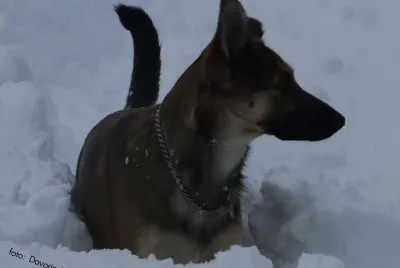 dog