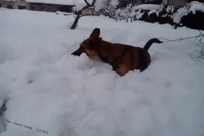 dogy  lina