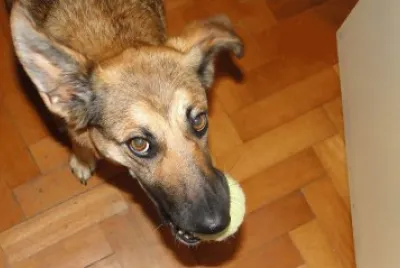 dog