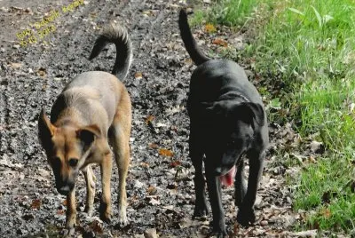 Lina, AjÅ¡a - dogs