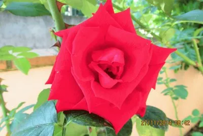 פאזל של Rosa vermelha