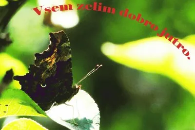 פאזל של Beli-C-buterly