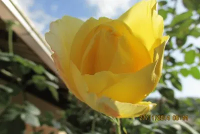 Rosa amarela