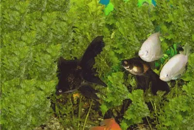 Angelfish- nature jigsaw puzzle