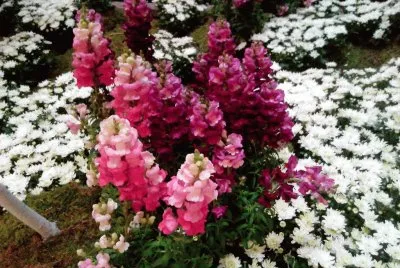 Flors